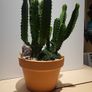 Euphorbia planter Image 4