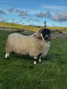 Blackface ram