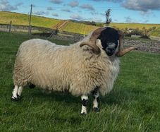 Blackface ram