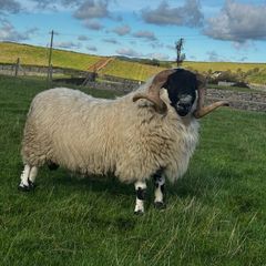 Blackface ram