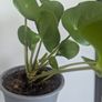 Pillea/ Chenes Money Plant Image 3