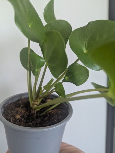 Pillea/ Chenes Money Plant