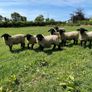Pedigree Suffolk rams Image 2