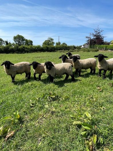 Pedigree Suffolk rams