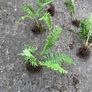 Ferns Image 2