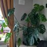Large Monstera plant Image 2