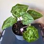Plant Image 3
