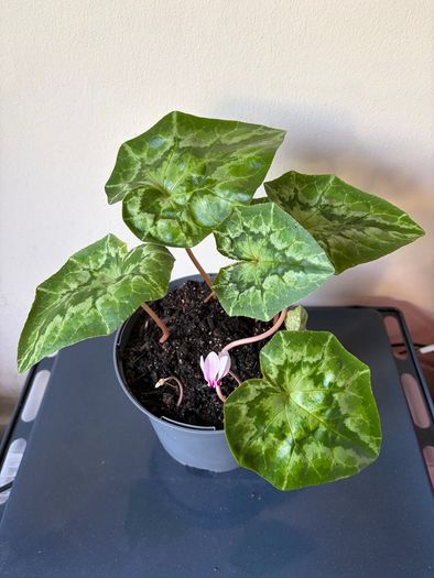 Plant