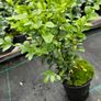 Privet Hedging Image 5