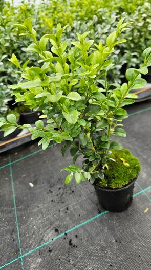 Privet Hedging