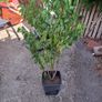 Portuguese Laurel Image 4