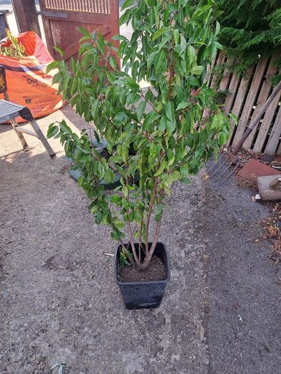 Portuguese Laurel