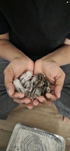 adoption