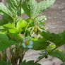 Wild strawberry plants 4-pack available in October 2024 Image 5
