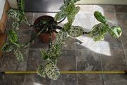 House Plant