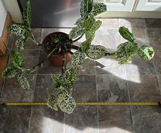 House Plant