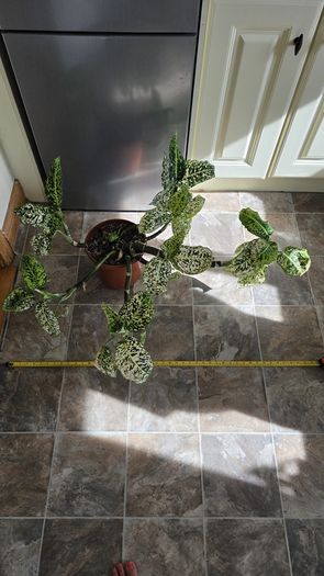 House Plant