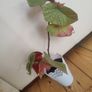 real plant Image 4