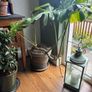 large potted monstera Image 2