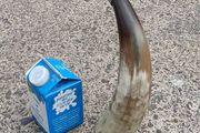 12 Inch Australian Bull Horn Bottle Opener