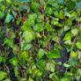 Blue Spirea Caryopteris Flowering Shrubs Image 2