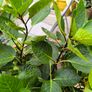 garden plants Image 2