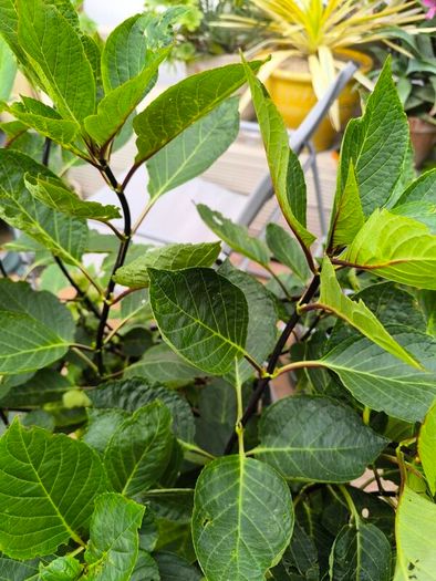 garden plants