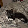 Female Kitten Image 3