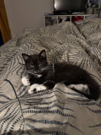 Female Kitten