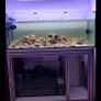 480L fish tank. Image 7