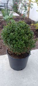 Box plant boxes large ball