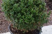 Box plant boxes large ball