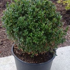 Box plant boxes large ball