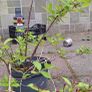 Weigela Image 3
