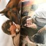 Warhorse by Michael Morpurgo Image 2