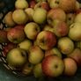big heap of organic apples Image 2