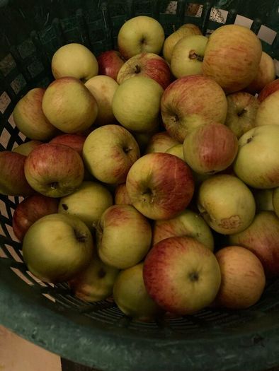 big heap of organic apples