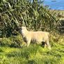 Dorset Ram Image 2