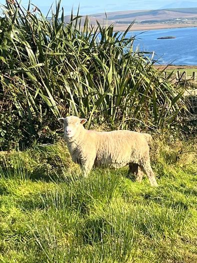 Dorset Ram