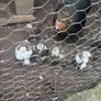 pekin bantam Image 5