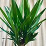 Yucca in 24cm pot and 140cm in height Image 4