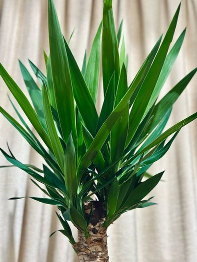 Yucca in 24cm pot and 140cm in height