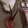 Vintage taxidermy Image 6