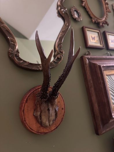 Vintage taxidermy