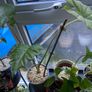 Indoor/ Outdoor Plants Image 8