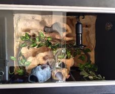 Gecko Vivarium
