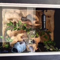 Gecko Vivarium