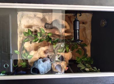 Gecko Vivarium