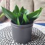 Sansevieria Hahnii with offsets in cute pot Image 5