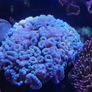 Marine Tank Image 3